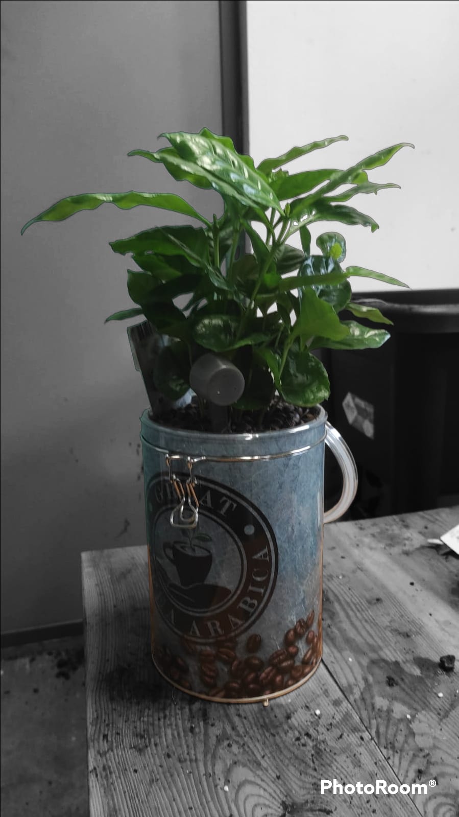 Barattalo di caffè con pianta del caffè - immagine 2