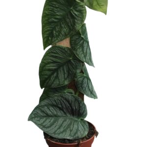 Monstera dubia - pianta piastrella