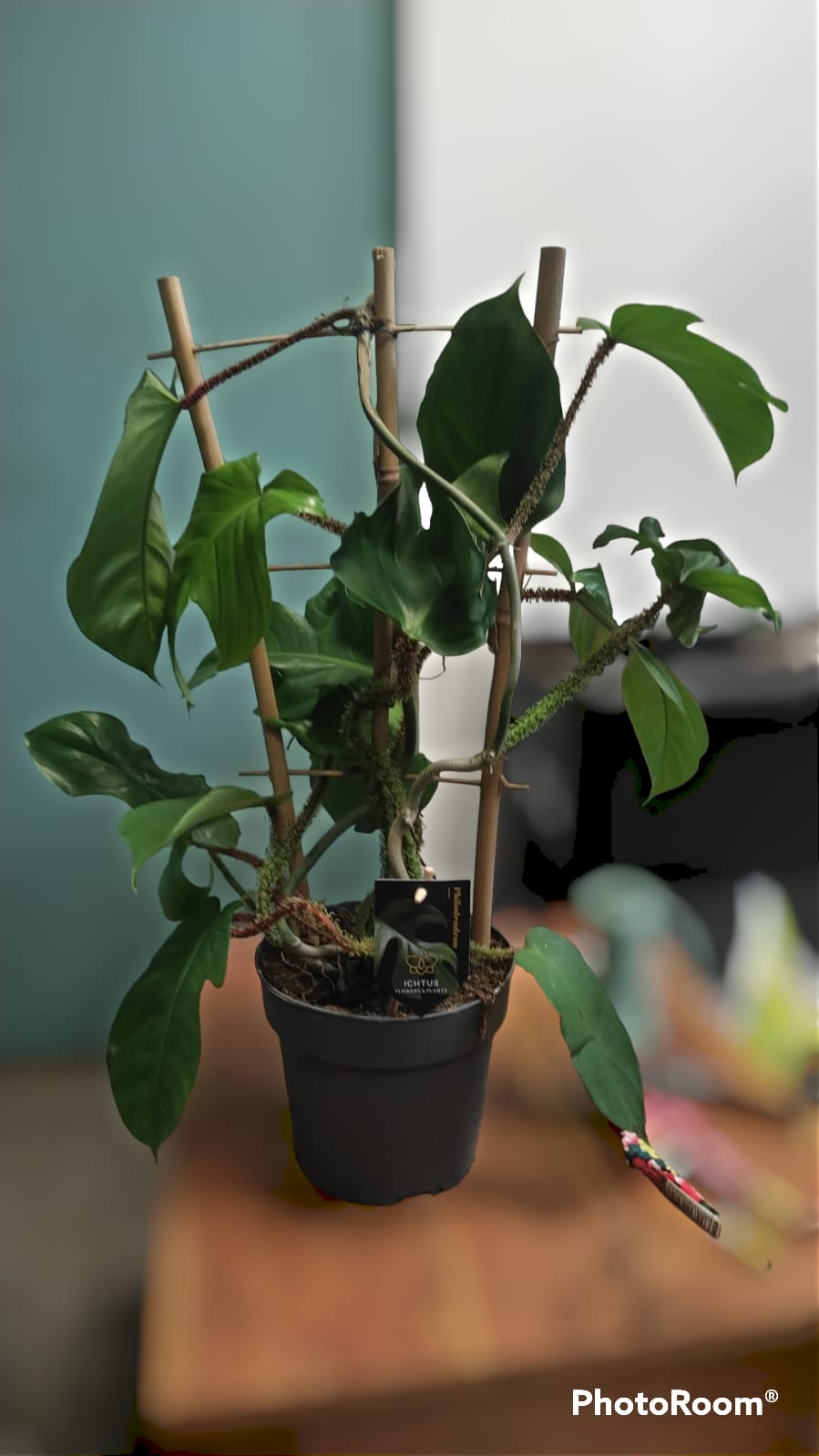 Philodendron squamiferum - immagine 3