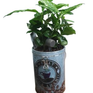 Barattalo di caffè con pianta del caffè