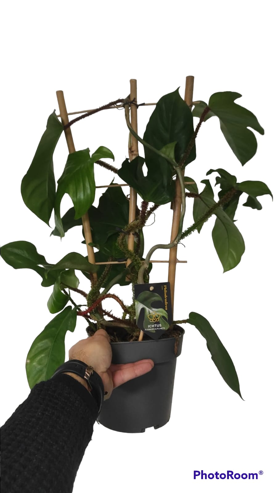 Philodendron squamiferum