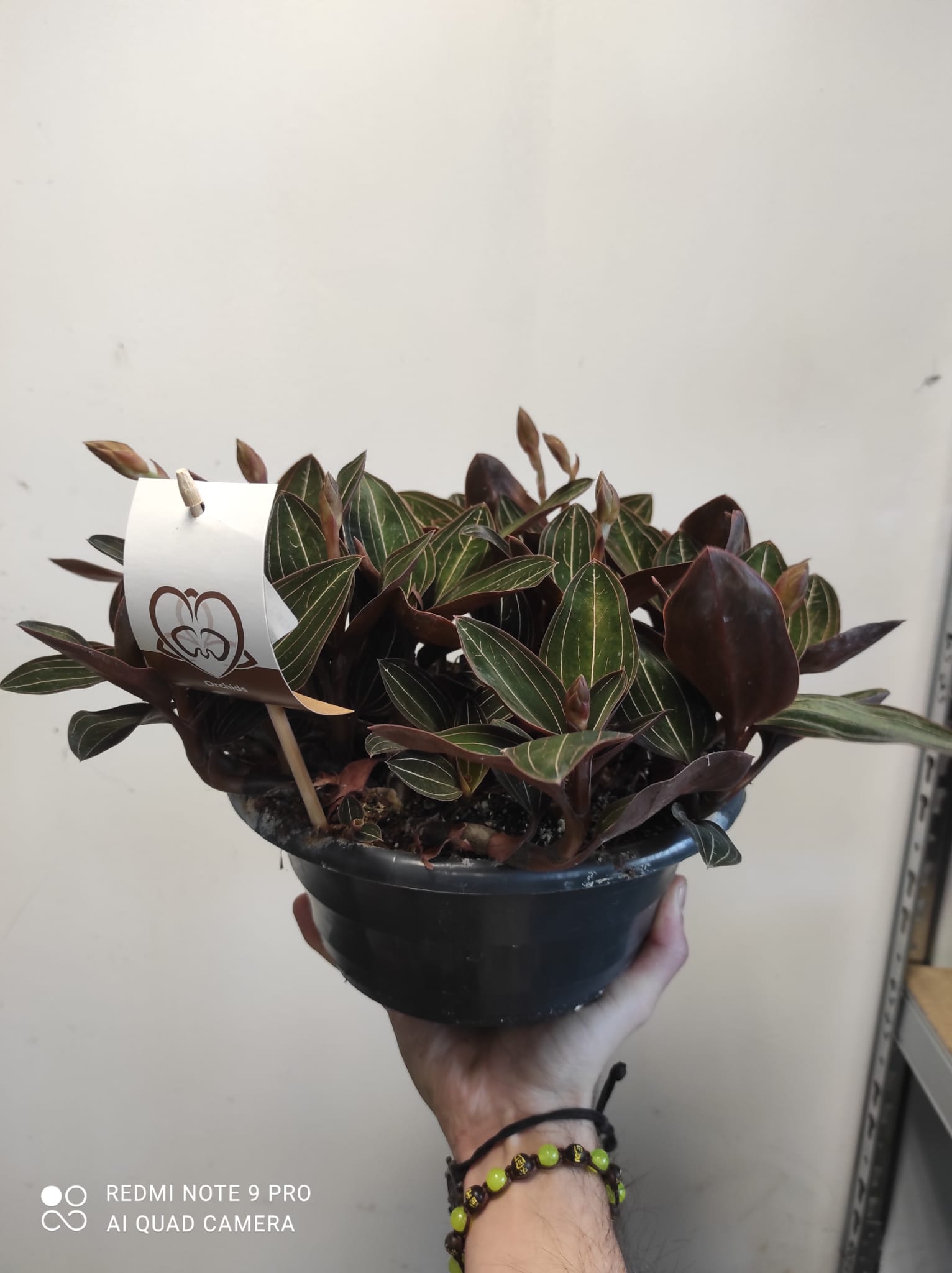 Orchidea Ludisia discolor - orchidea gioiello - immagine 4
