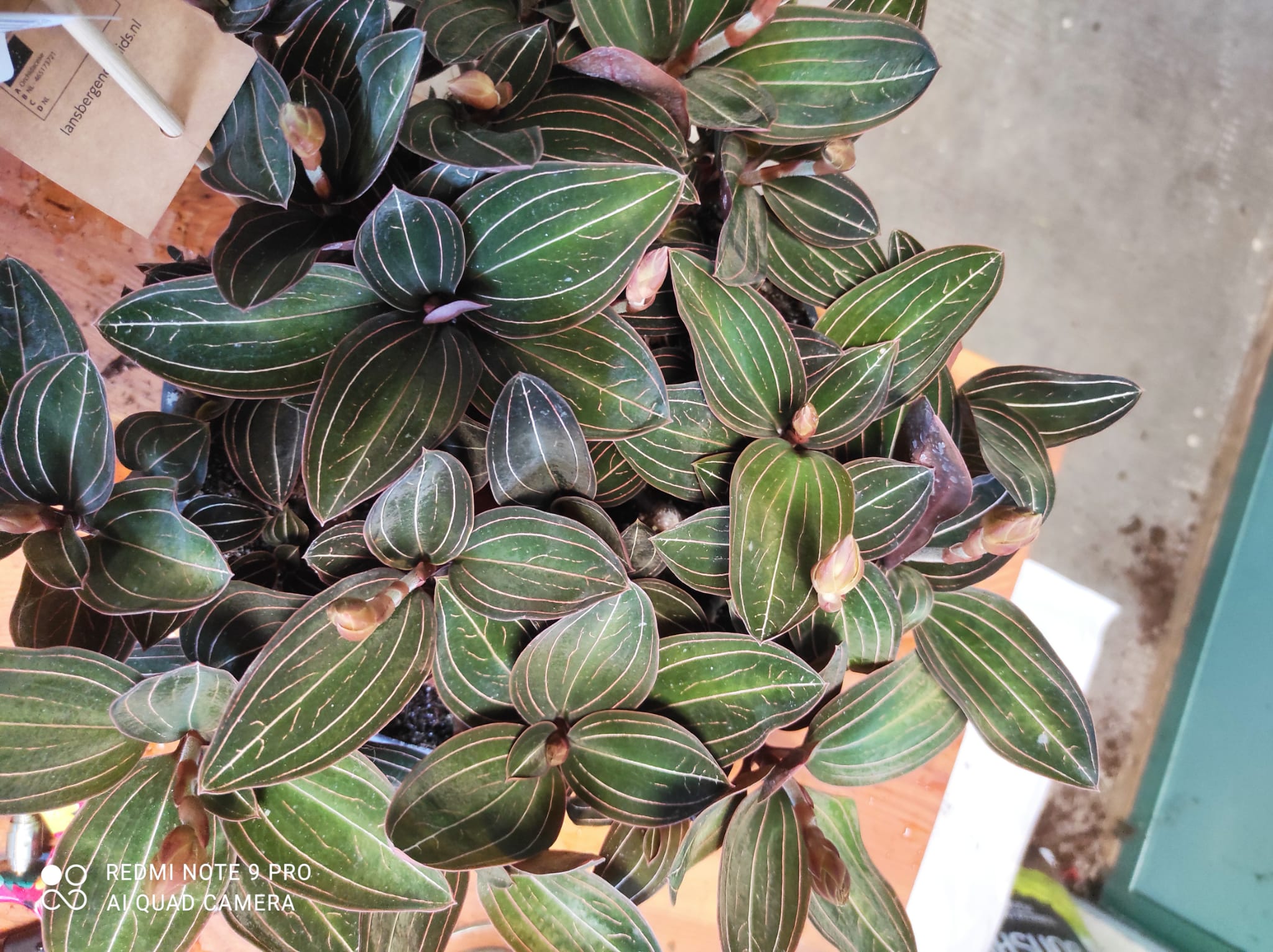 Orchidea Ludisia discolor - orchidea gioiello - immagine 3