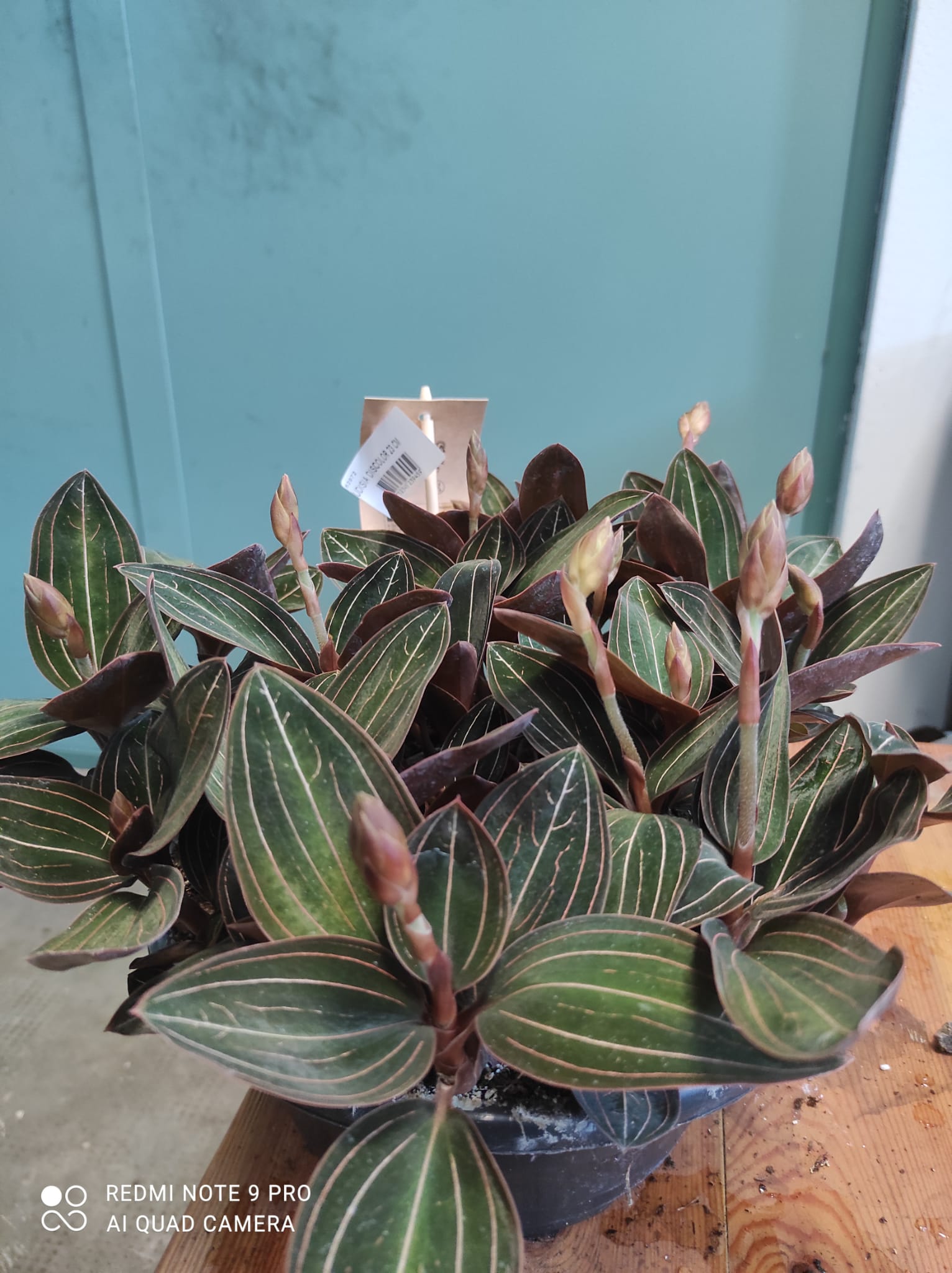 Orchidea Ludisia discolor - orchidea gioiello - immagine 2