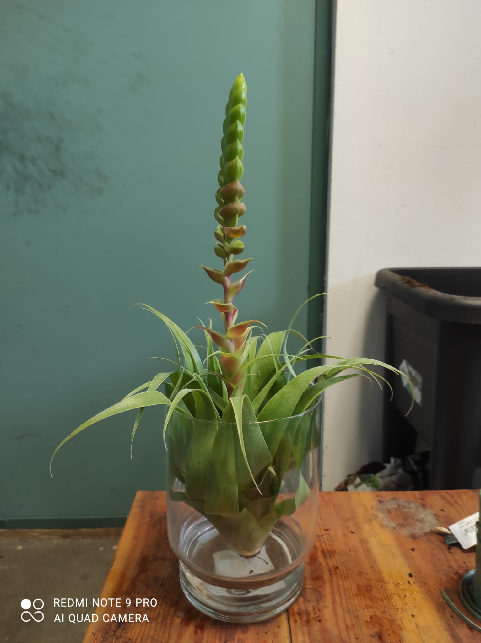 Tillandsia Samantha - immagine 3