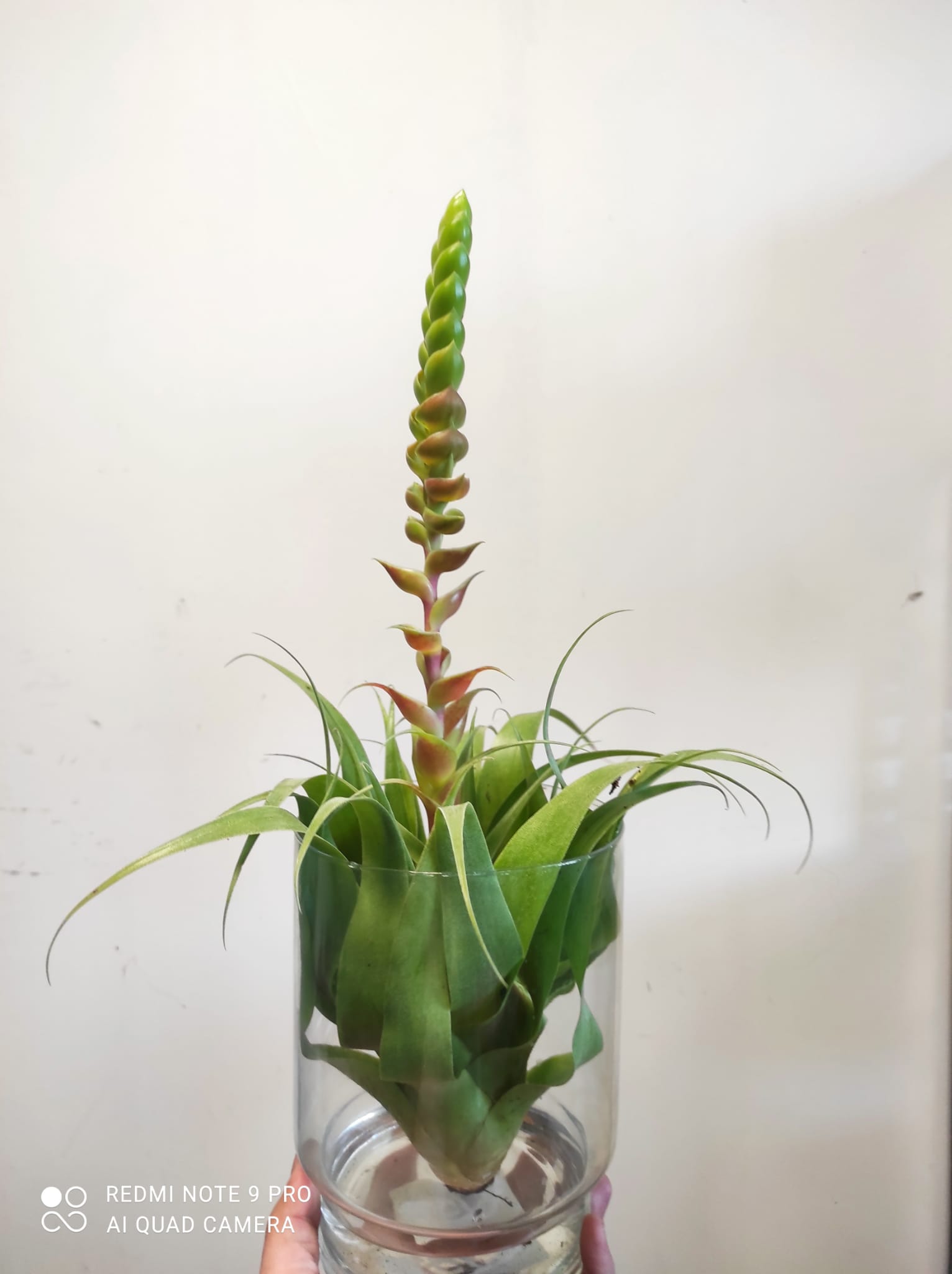 Tillandsia Samantha - immagine 2