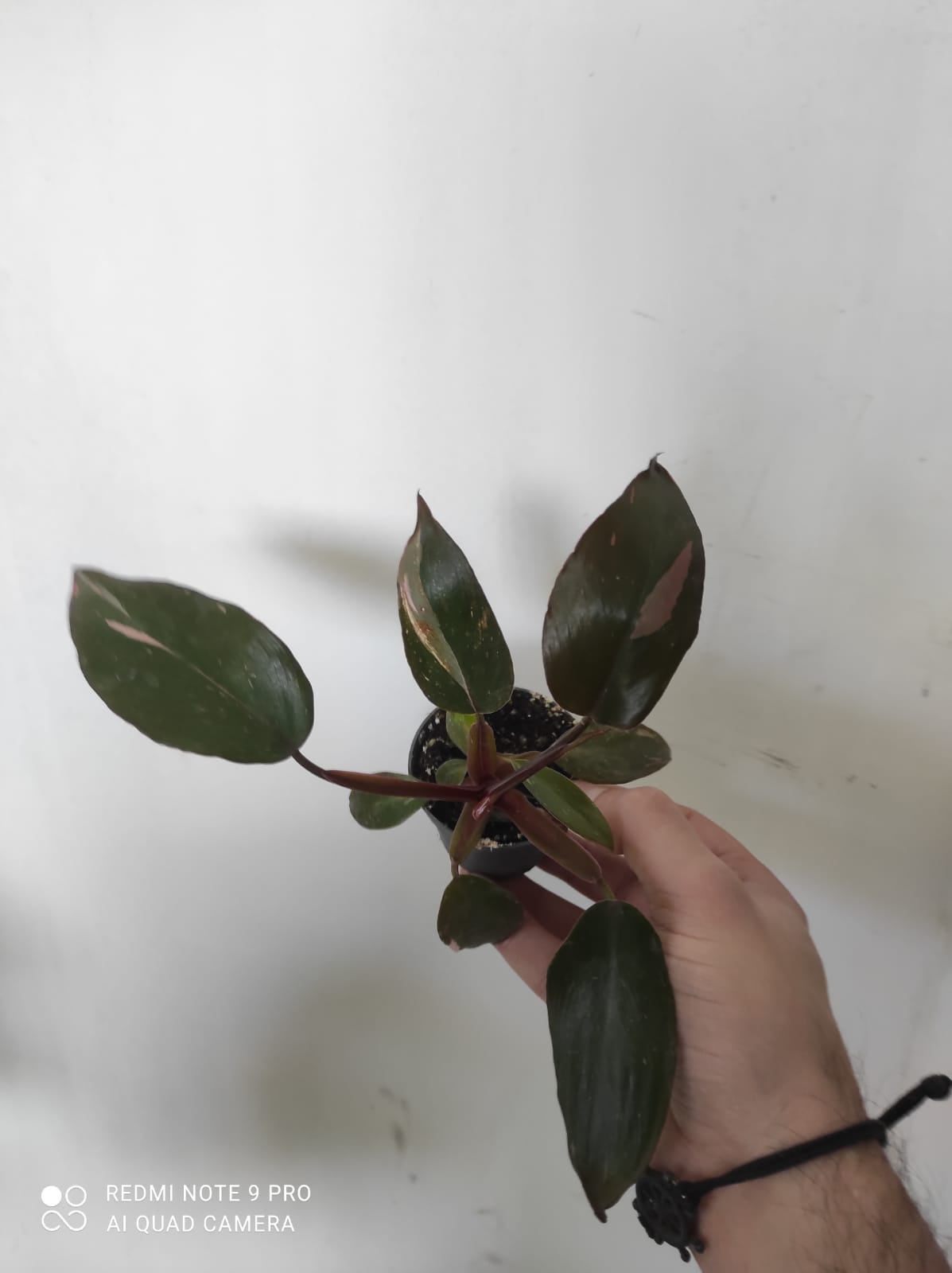 Philodendron pink princess - immagine 5