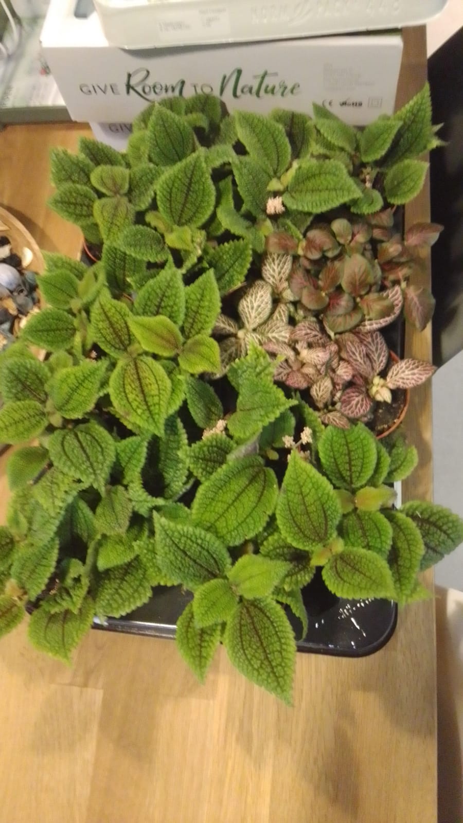 Pilea involucrata alumi moon valley - immagine 3