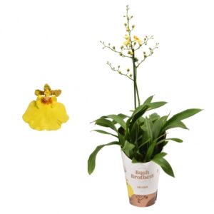 Orchidea oncidium