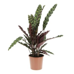 Calathea Lancifolia
