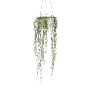 Hoya linearis