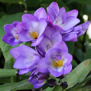 Bulbi di Freesia blue single (1pz)