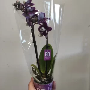 Mini Orchidea Phalaenopsis sfiorita o a fine fioritura