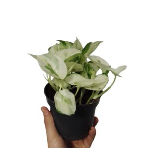 Pothos - Epipremnum pinnatum Happy Leaf
