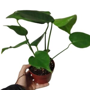 Monstera baby