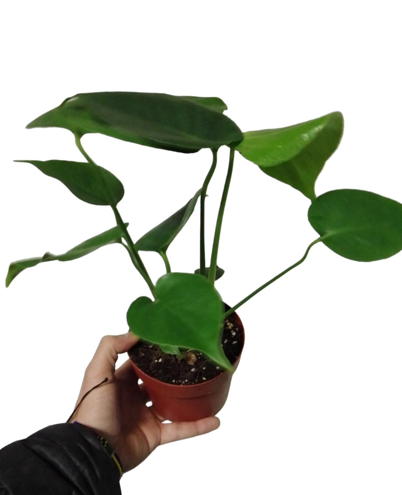 Monstera baby