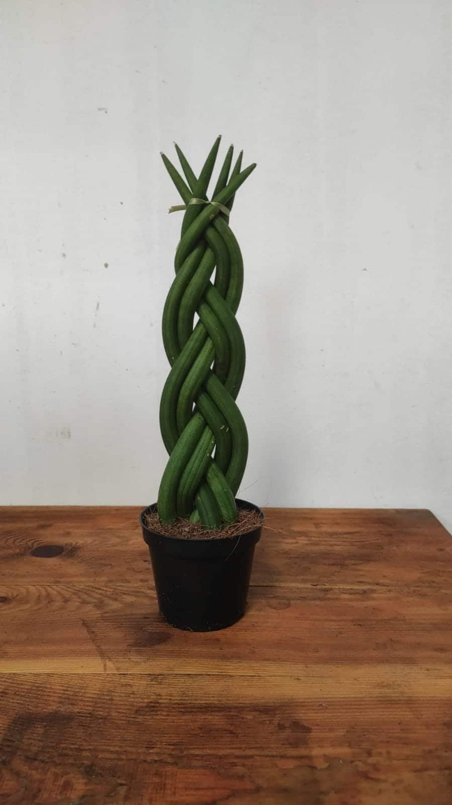 Sansevieria cylindrica intrecciata - immagine 2