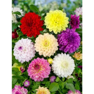 Bulbi di Dalia decorative - mix di colori (1pz)