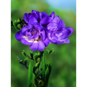 Bulbi di Freesia double blue (1pz)