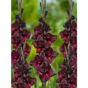Bulbi di gladioli - black sea (1pz)