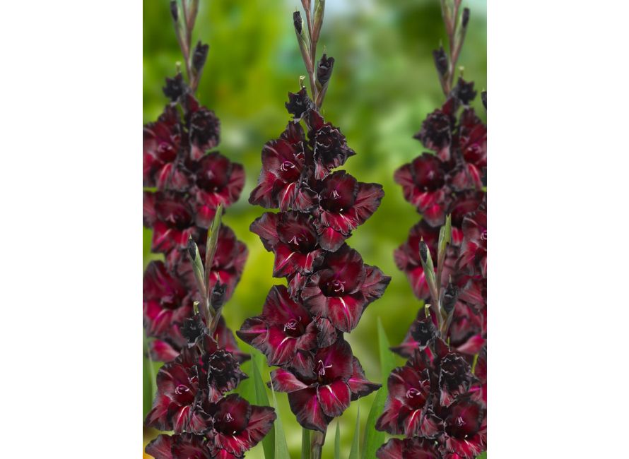 Bulbi Di Gladioli Da Giardino – 15 Pezzi, Piante Perenni Resistenti, Per Aiuole E Bordure