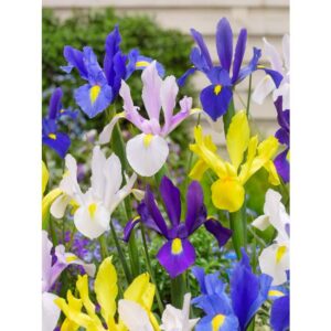 Bulbi di Iris hollandica - mix di colori (1pz)