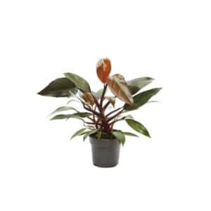Philodendron new red