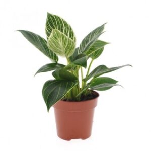 Philodendron phil birkin white