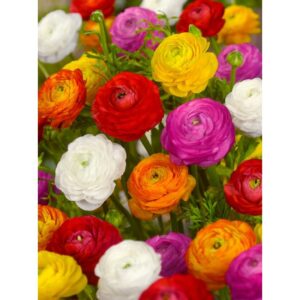 Bulbi di Ranuncolo - mix di colori (1pz)
