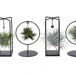 Tillandsia appesa con struttura in ferro