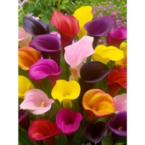 Bulbi di Calla zantedeschia - mix di colori (1pz)