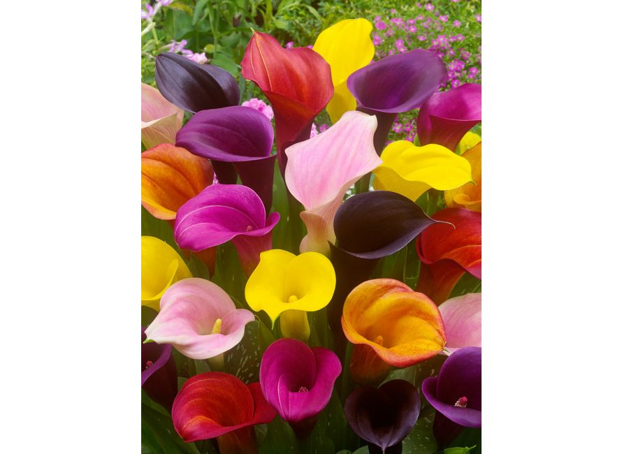 Bulbi di Calla zantedeschia - mix di colori (1pz)
