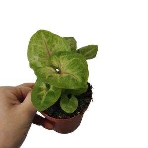 Syngonium golden
