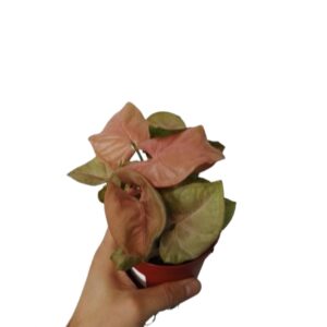 Syngonium red heart