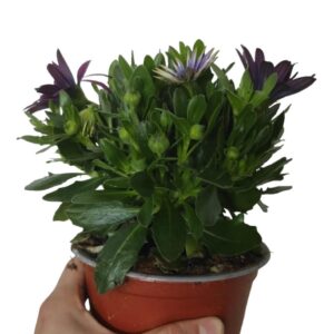 Dimorphotheca margherita africana