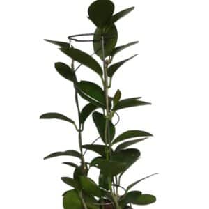 Hoya australis