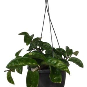 Hoya carnosa krinkle