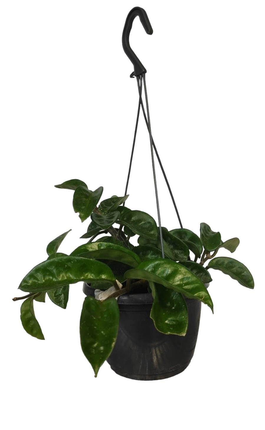 Hoya carnosa krinkle