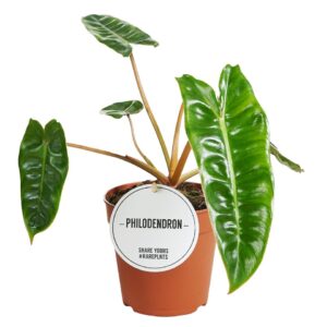 Philodendron Billietiae