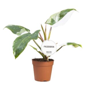 Philodendron White Princess
