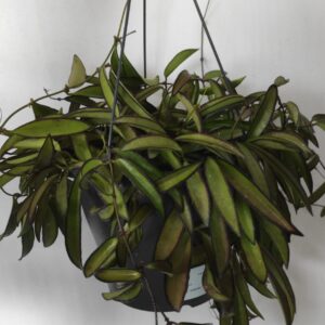 Hoya wayetii