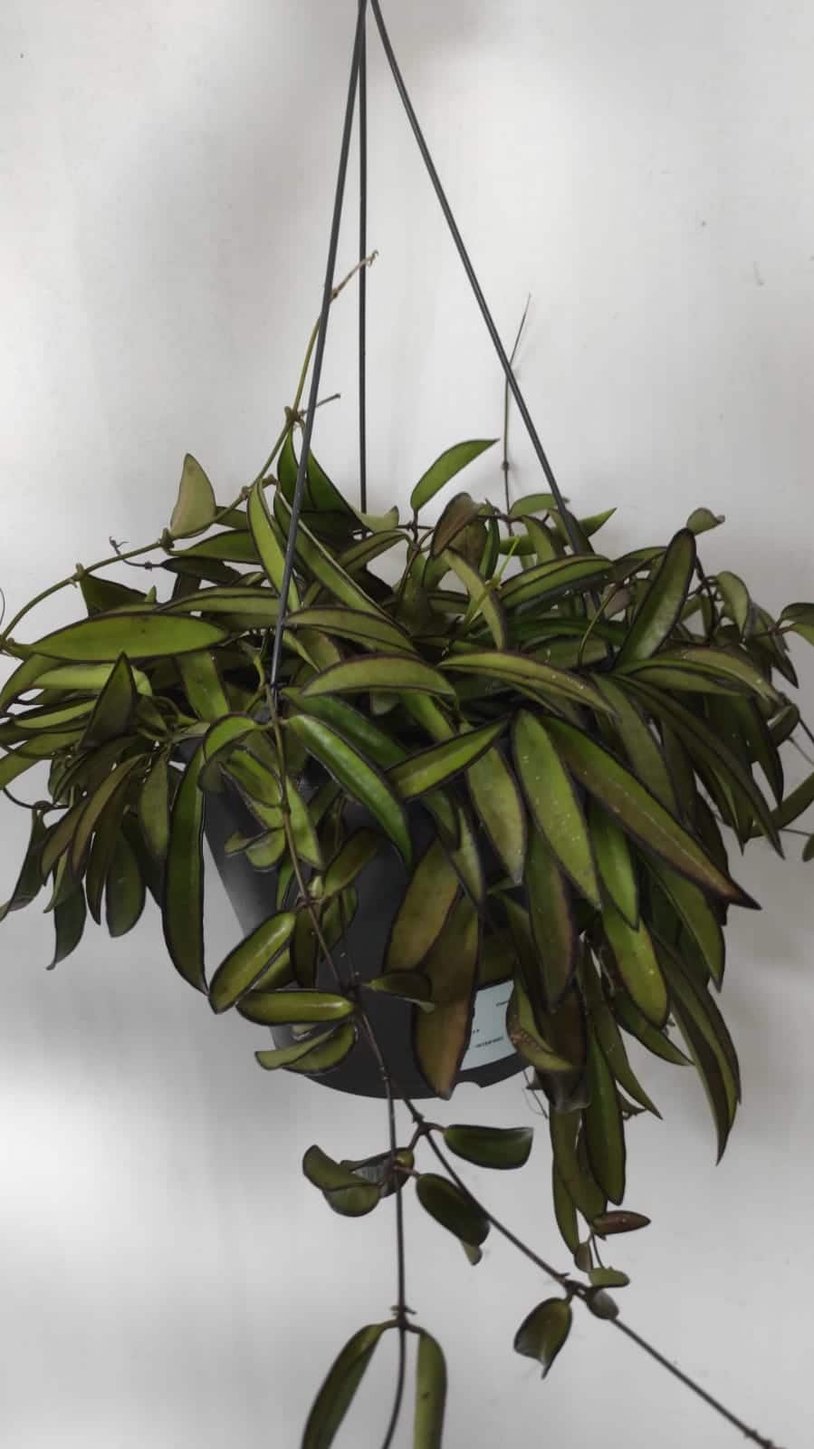 Hoya wayetii