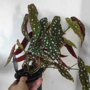 Begonia silver spot