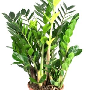 Zamioculcas - Pianta di Padre Pio