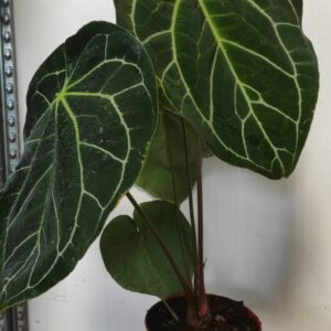 Anthurium crystallinum